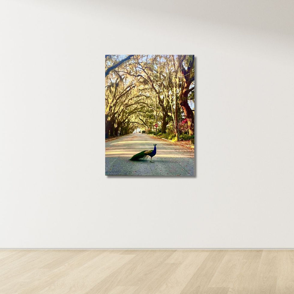 Miniature : Peacock on Magnolia Avenue, 24"x18" Photo on Canvas
