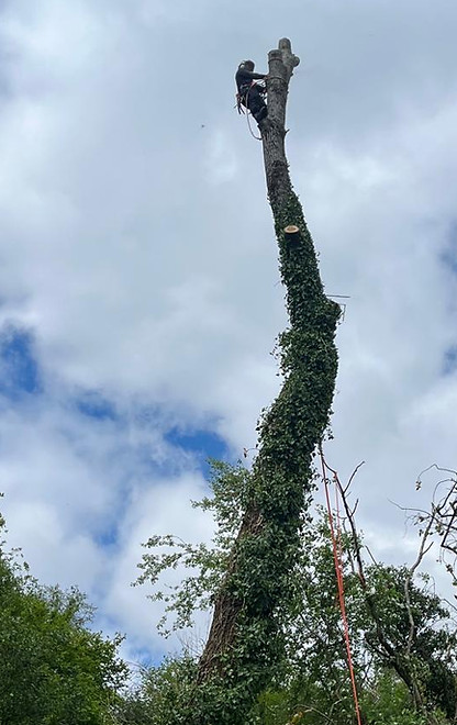 arunn jones tree services