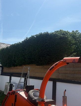 arunn jones tree services