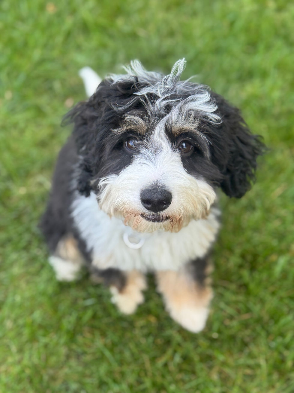 Zoey's owners in Grove City started her obedience training young to prevent big problems from forming later!