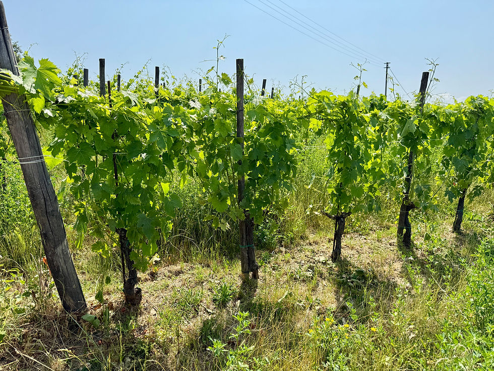 Sangiovese grapevines
