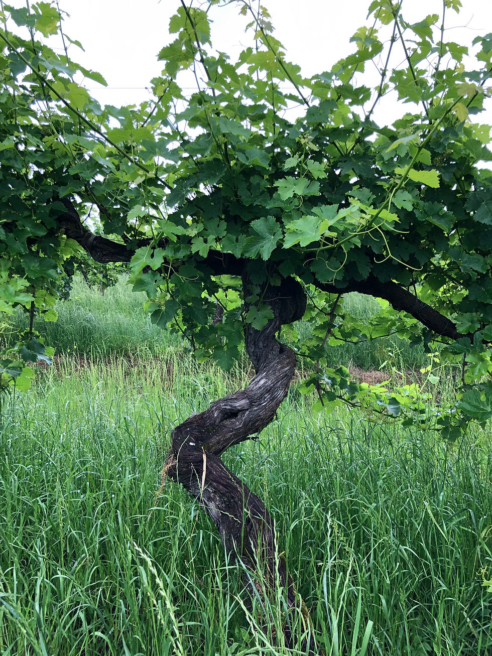 Friulano old vines