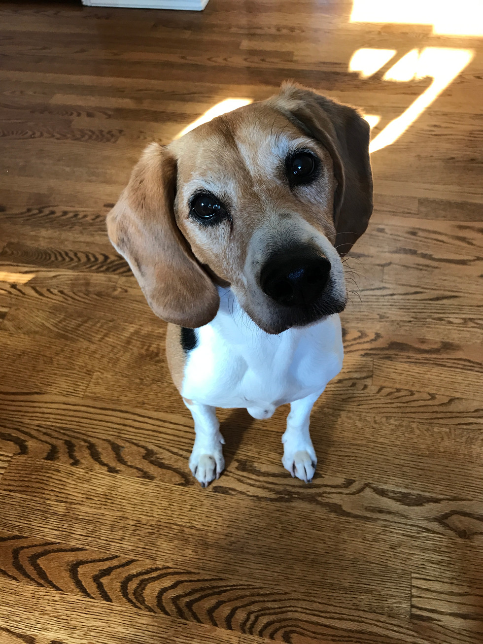 Baxter.jpeg