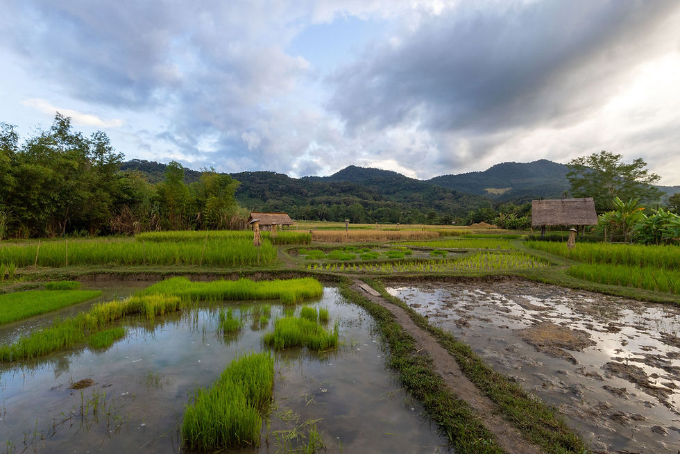 the lovely views over the rice fields