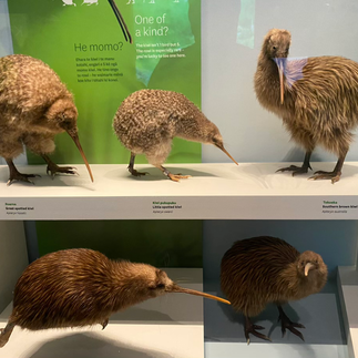 more kiwi's!