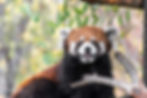 Red panda with bushy orange and black fur, perched on a branch with green leaves. It appears curious and is set against a blurred natural background.