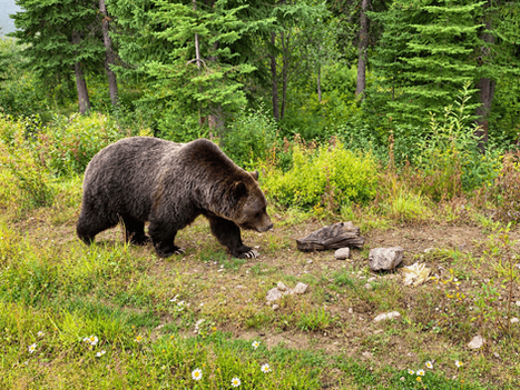 Boo the Bear in Golden, BC: Visiting the Grizzly Bear Refuge at Kicking Horse