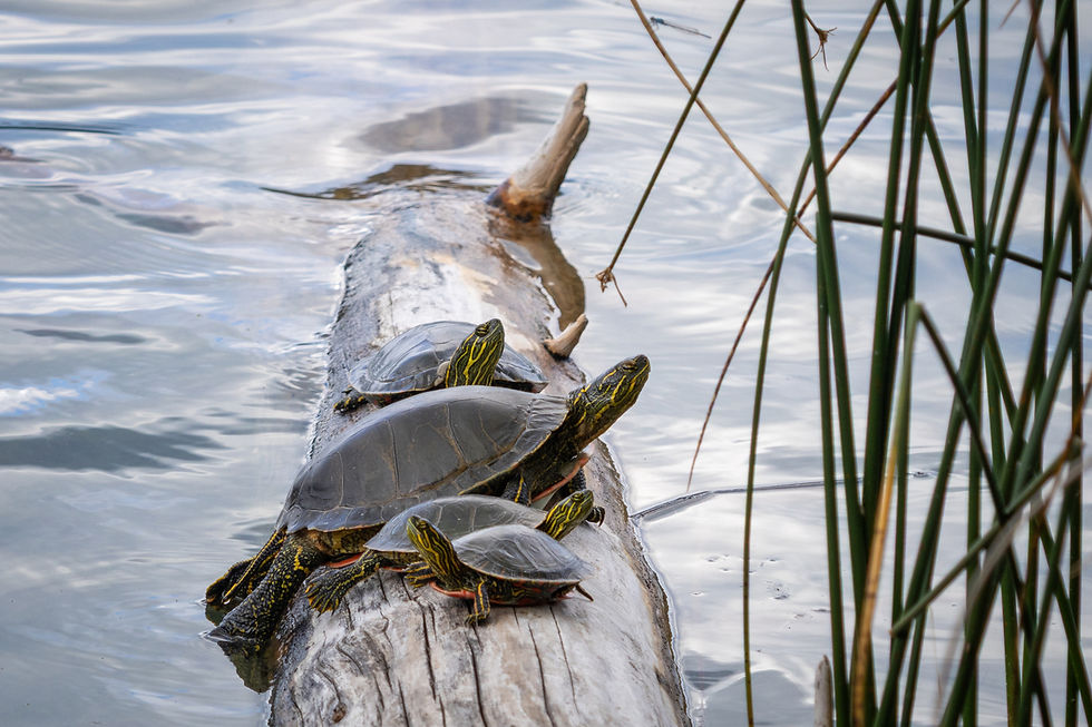 red painted turtles