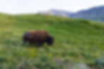 Bison Paddock in Waterton