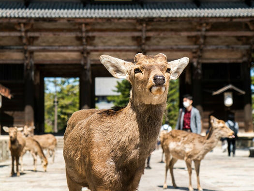Nara Park Day Trip: A Complete Guide With Map & Suggested Itinerary