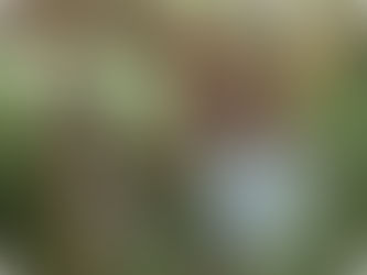 RTW Trip Day #73: Evelyn’s Dream Day: A Visit to The Lone Pine Koala Sanctuary