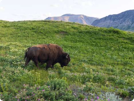 How to Visit the Bison Paddock in Waterton
