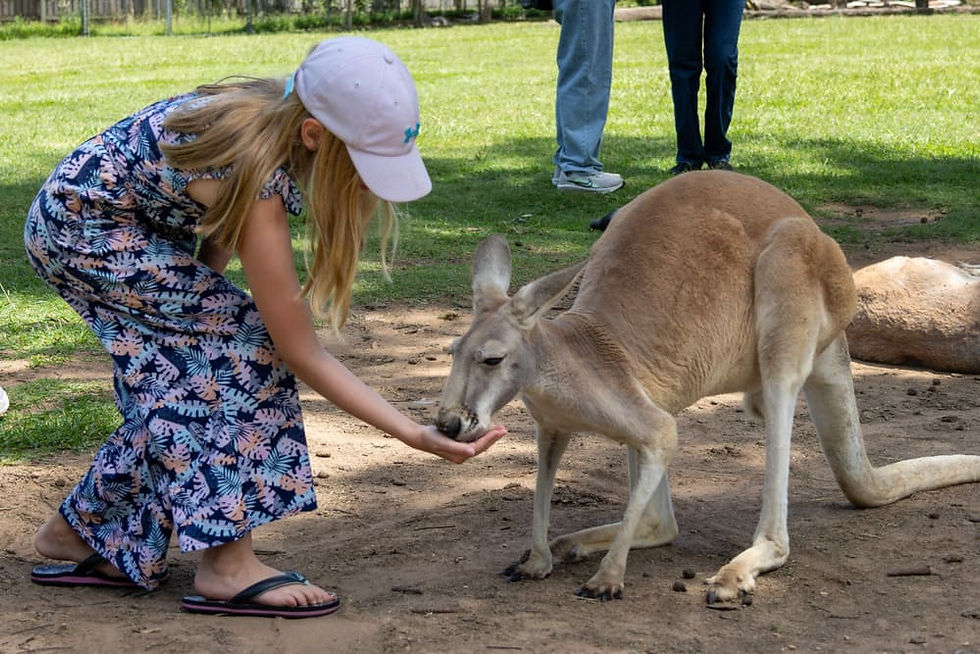 Jess feeding a kangaroo