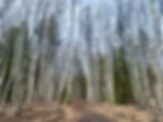 The aspens along the trail