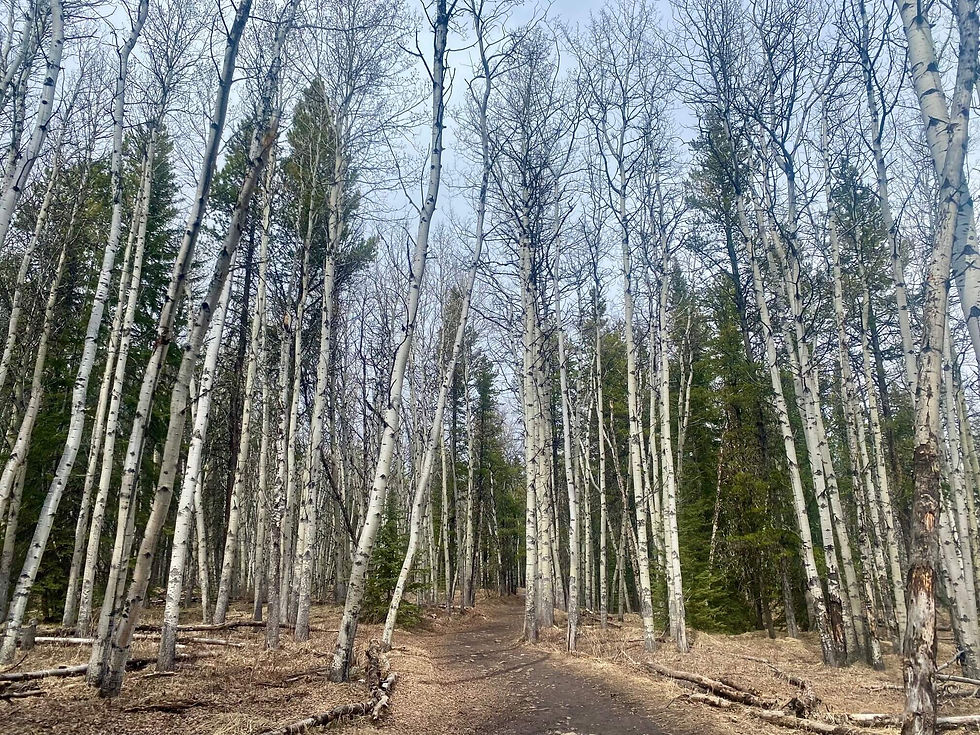 The aspens along the trail