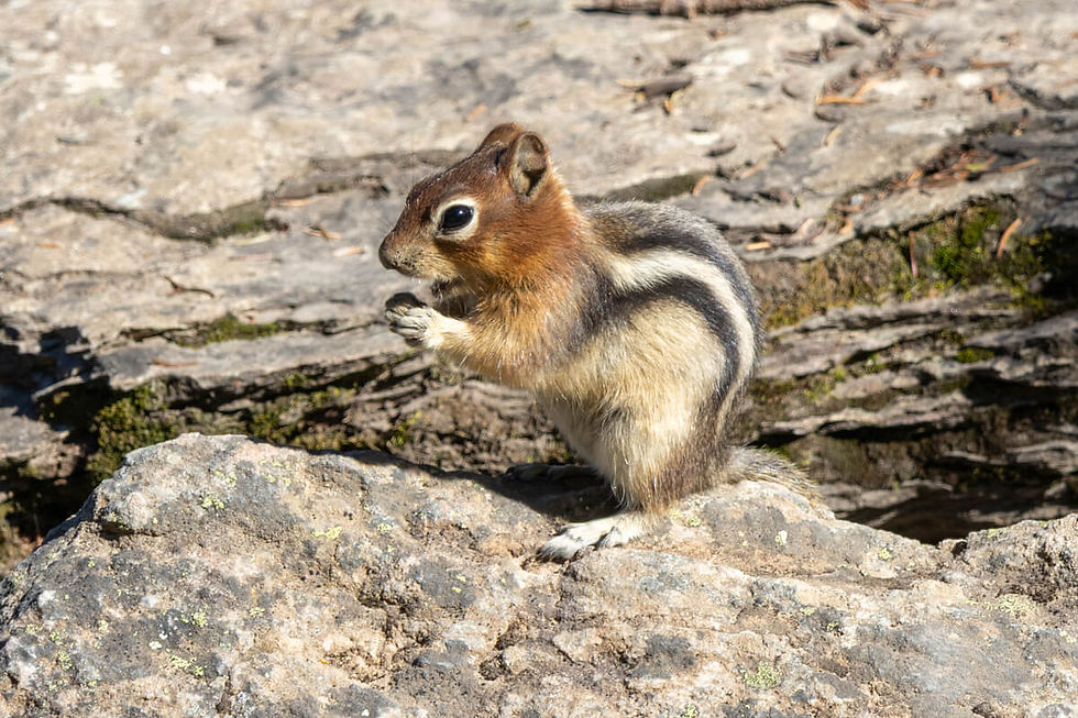 A chipmunk at Moraine Lake