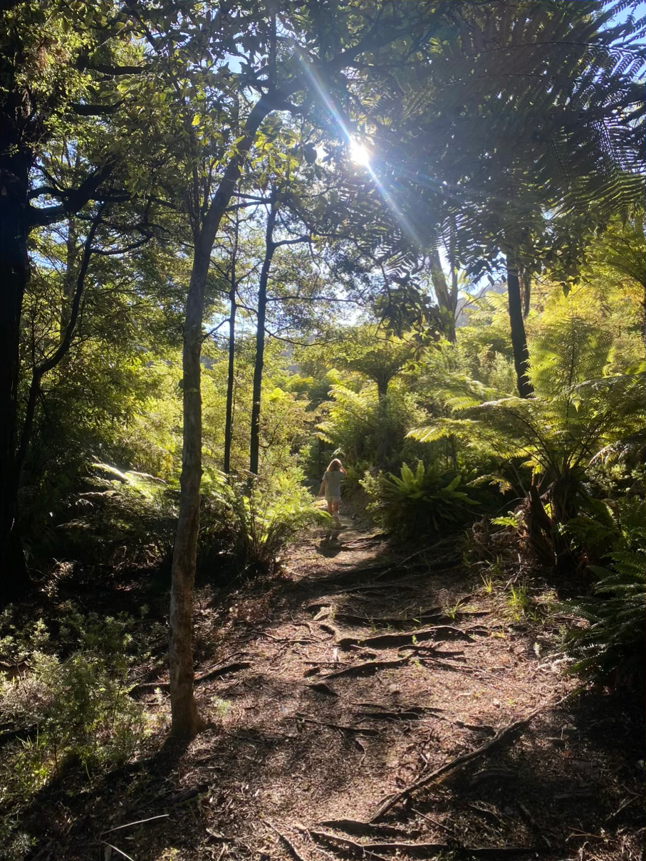 The walk through the trees