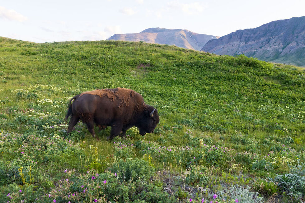 Bison Paddock