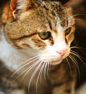 Cat Close-up