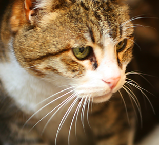 Primer del gato