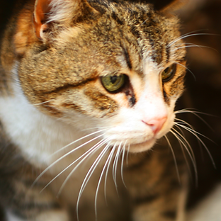 Chat Gros plan