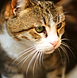 Cat Close-up