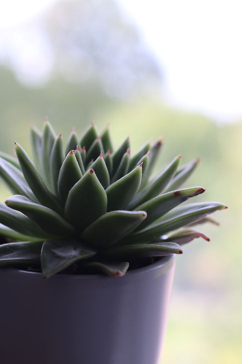 04CEC2CC-C629-4304-B418-16BD54306671.jpe