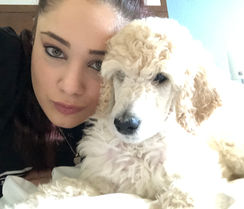 standard poodle puppy 