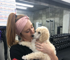 standard poodle puppy at a gym