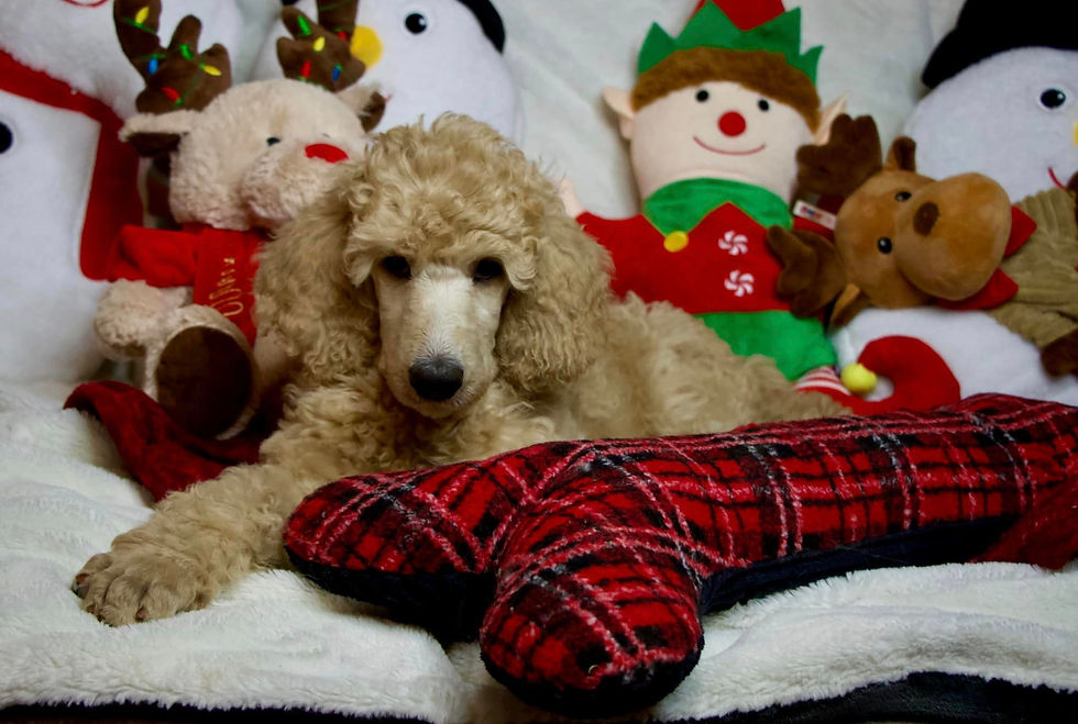 Purple Christmas Photos