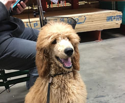 Apricot standard poodle puppy at Home Depot