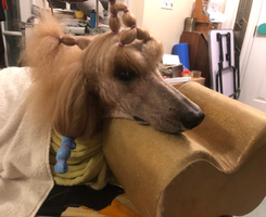 Willow, an apricot standard poodle, laying on a grooming table with her long coat banded to protect the coat from matting