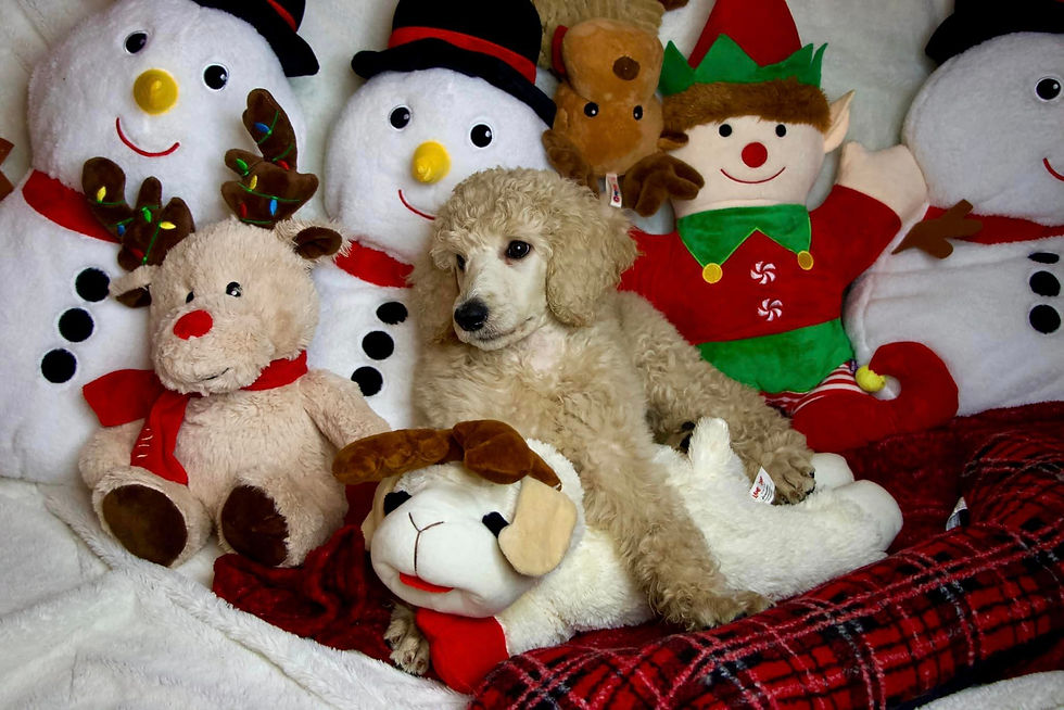 Orange Christmas Photos