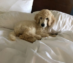 standard poodle puppy laying on a bed