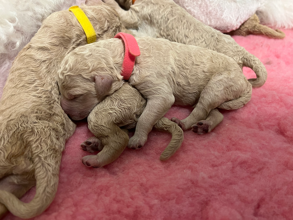 Mia and Puppies