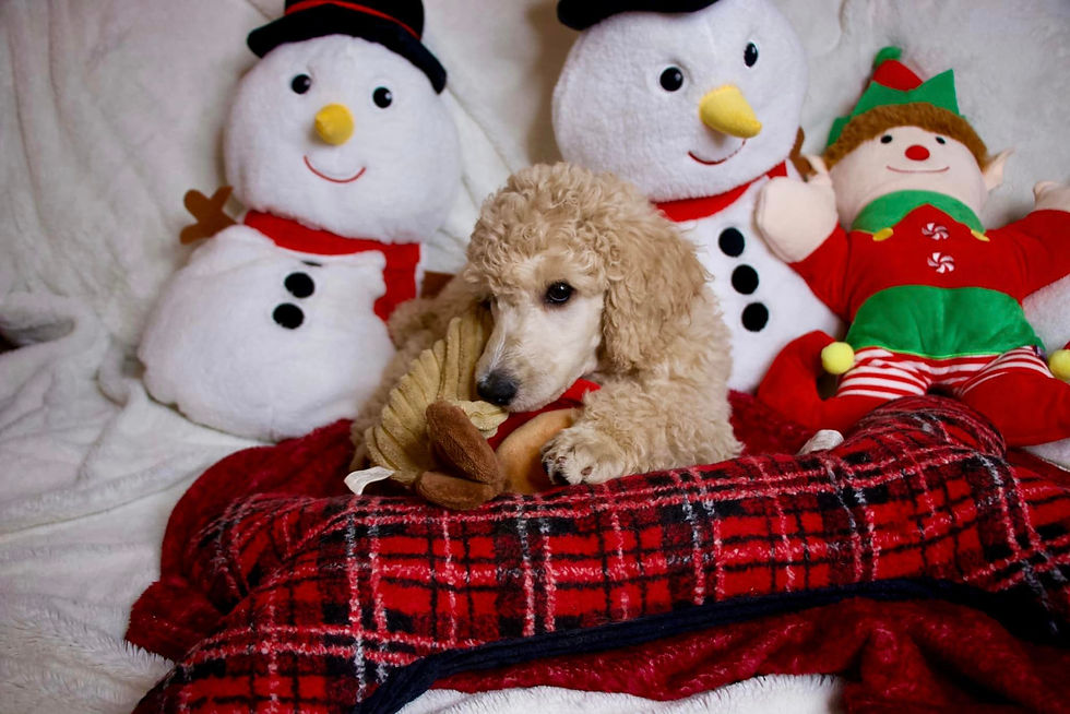 Pink Christmas Photos