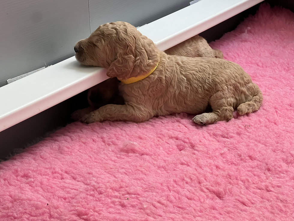 IMG_6802-Week Old Puppies8