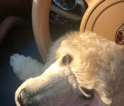 standard poodle puppy in a car