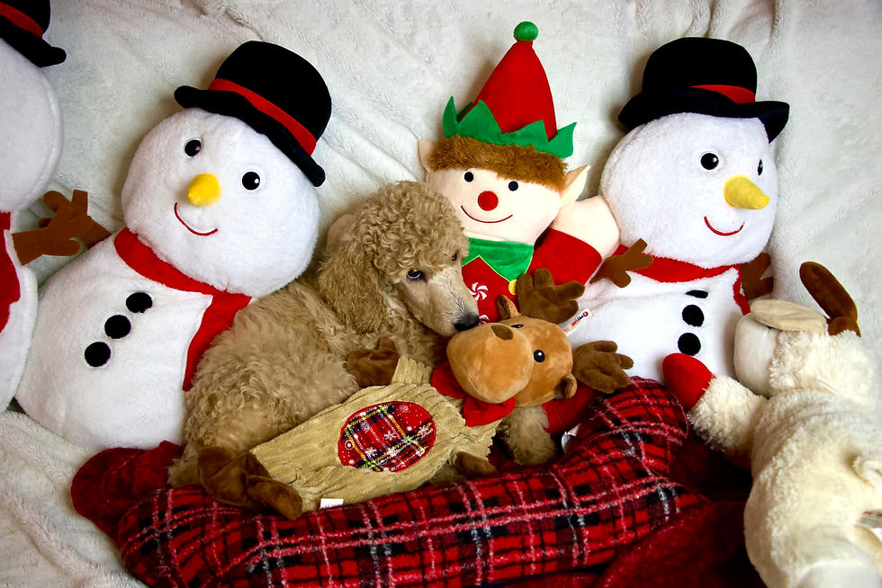 Cobalt Christmas Photos