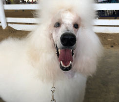 Headshot of a cream standard poodle in a full spray up and continental clip