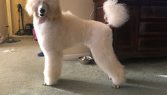 standard poodle puppy in a puppy clip