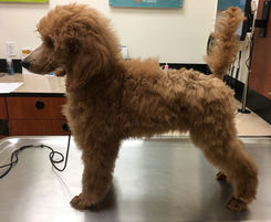 Apricot standard poodle puppy stacking on a vet's exam table