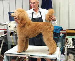 Apricot standard poodle puppy in a puppy cut