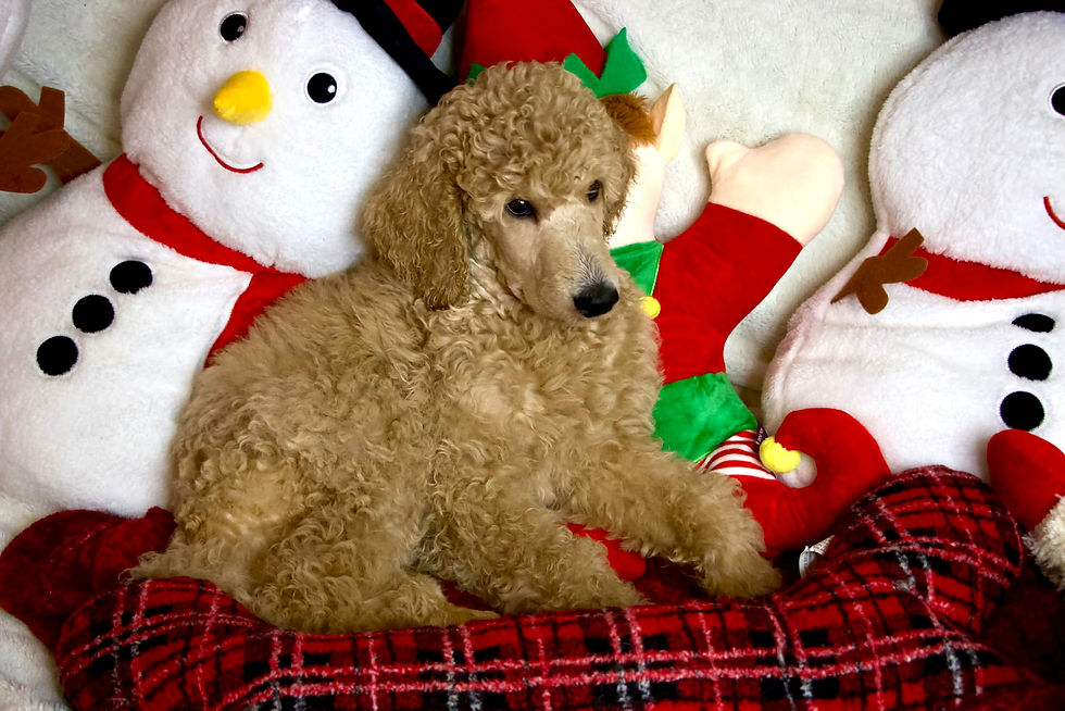 Cobalt Christmas Photos