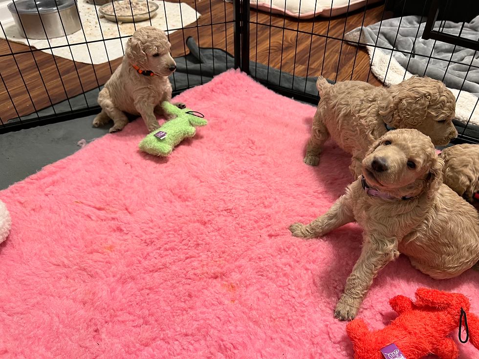3-4 Week Old Puppies