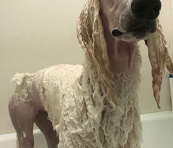 wet standard poodle in a bathtub