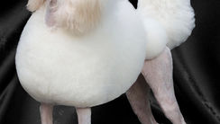 standard poodle in a continental clip