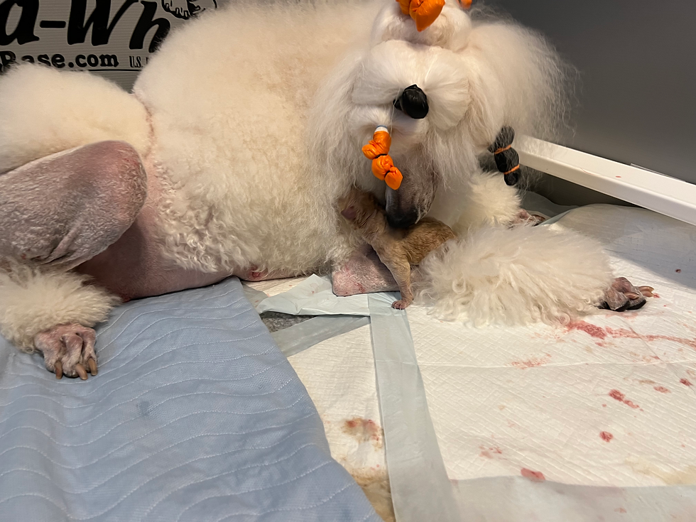 Mia with Puppy