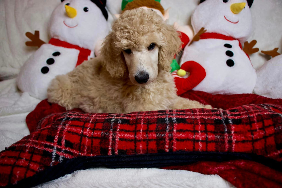 Pink Christmas Photos