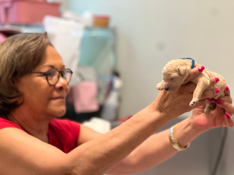 Puppies' first nail trim